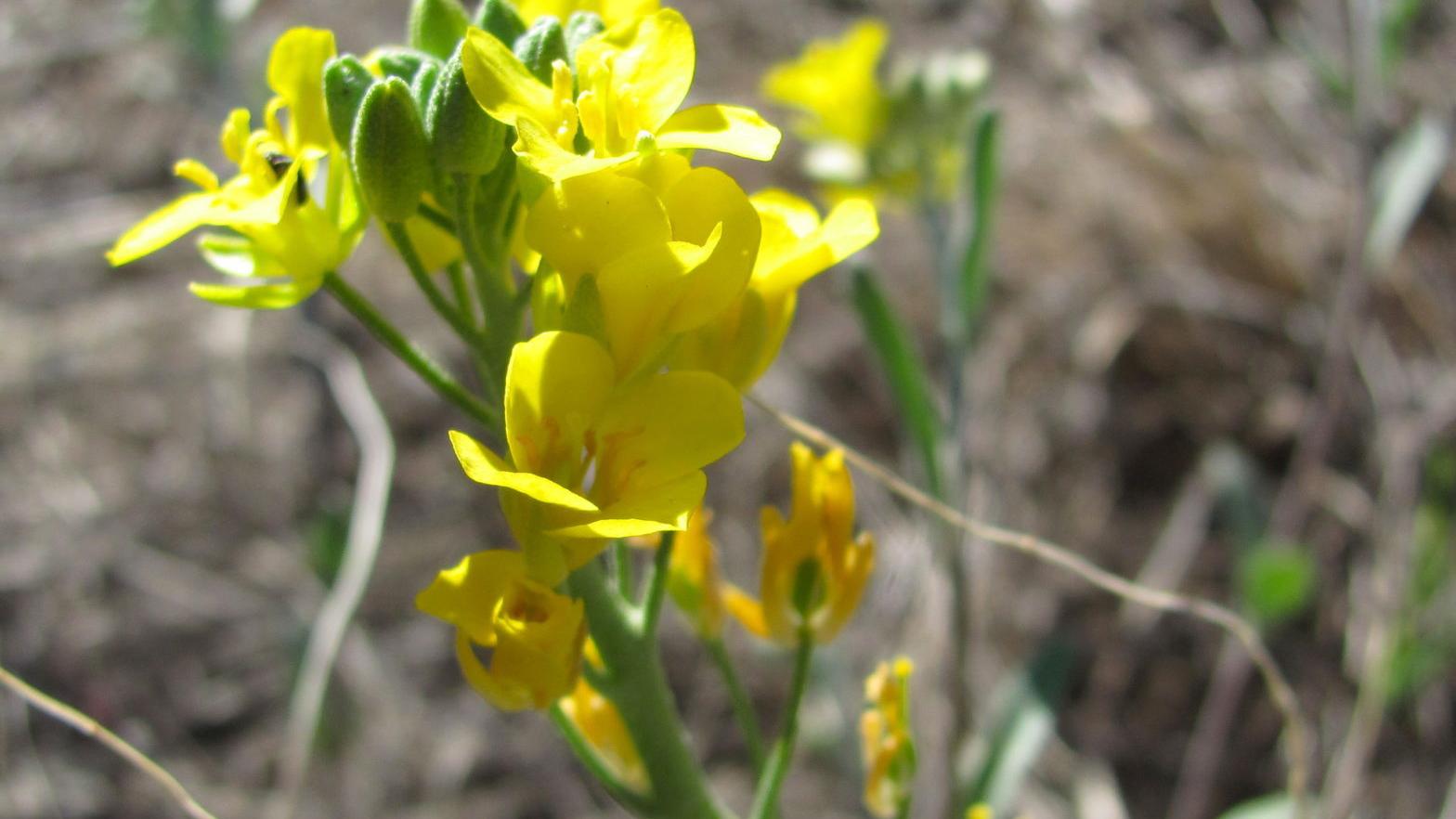 Season's first wildflowers blooming west of Tucson